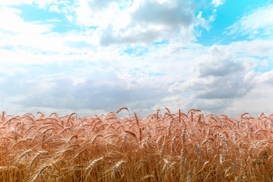 Image of Amazing sky with fluffy clouds over field of golden wheat