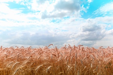 Amazing sky with fluffy clouds over field of golden wheat