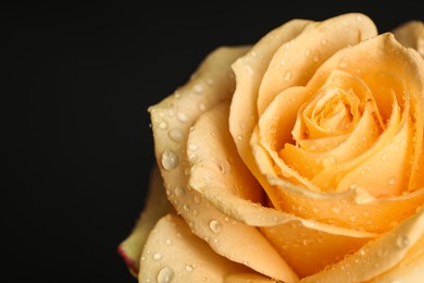 Photo of Beautiful yellow rose flower with water drops on black background, closeup. Space for text