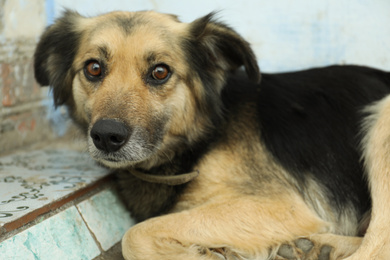 Photo of Sad homeless dog lying outdoors, closeup. Stray animal