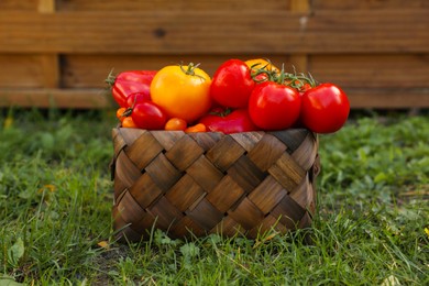 Basket with fresh tomatoes on green grass outdoors