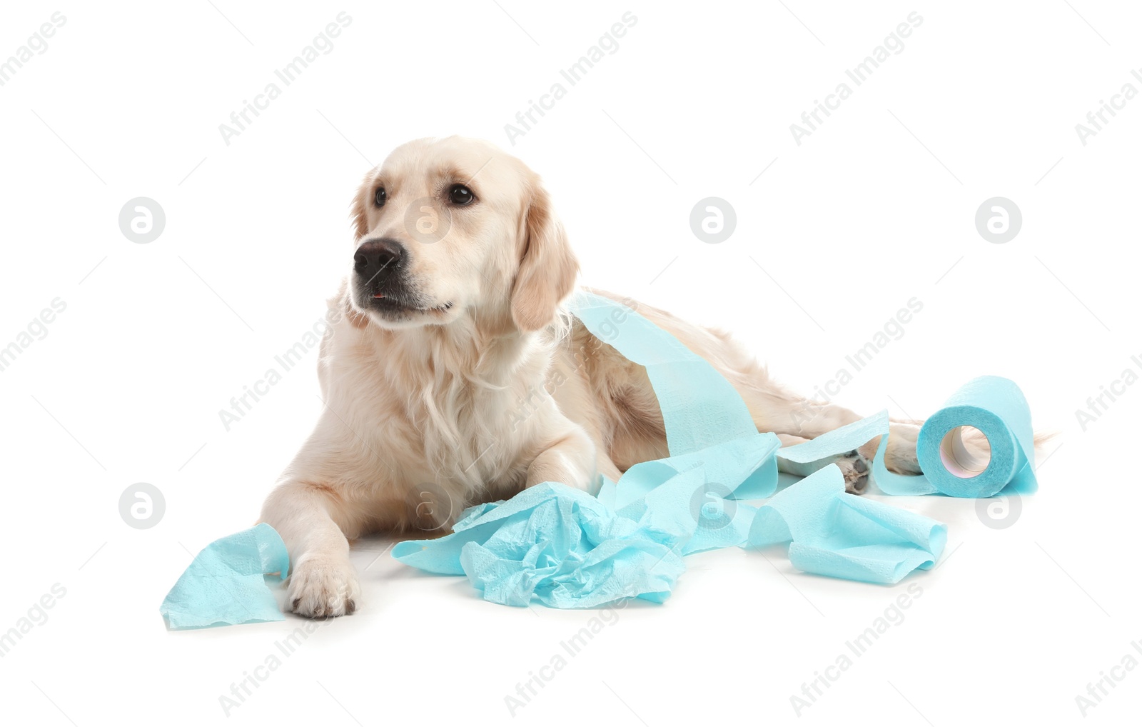 Photo of Cute dog playing with roll of toilet paper on white background