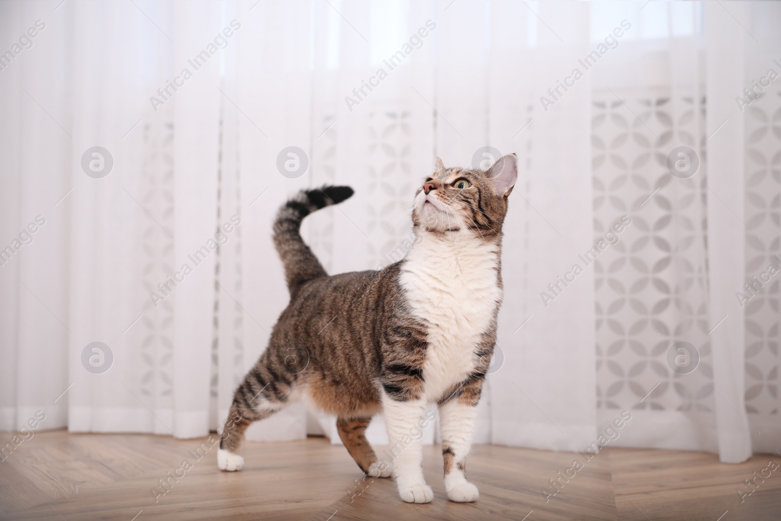 Photo of Cute adorable cat on floor at home