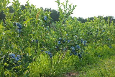 Blueberry bushes growing on farm on sunny day. Seasonal berries