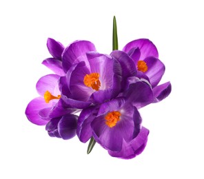 Photo of Beautiful purple crocus flowers on white background