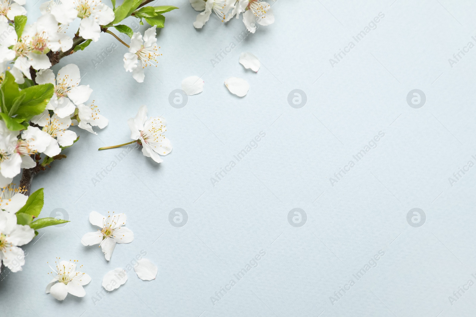 Photo of Blossoming spring tree branches as border on light background, flat lay. Space for text