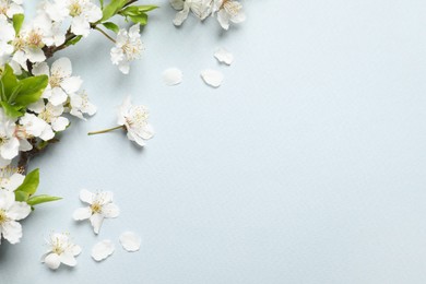 Photo of Blossoming spring tree branches as border on light background, flat lay. Space for text