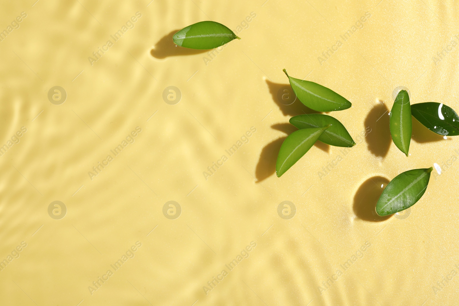 Photo of Green leaves in water on yellow background, flat lay. Space for text