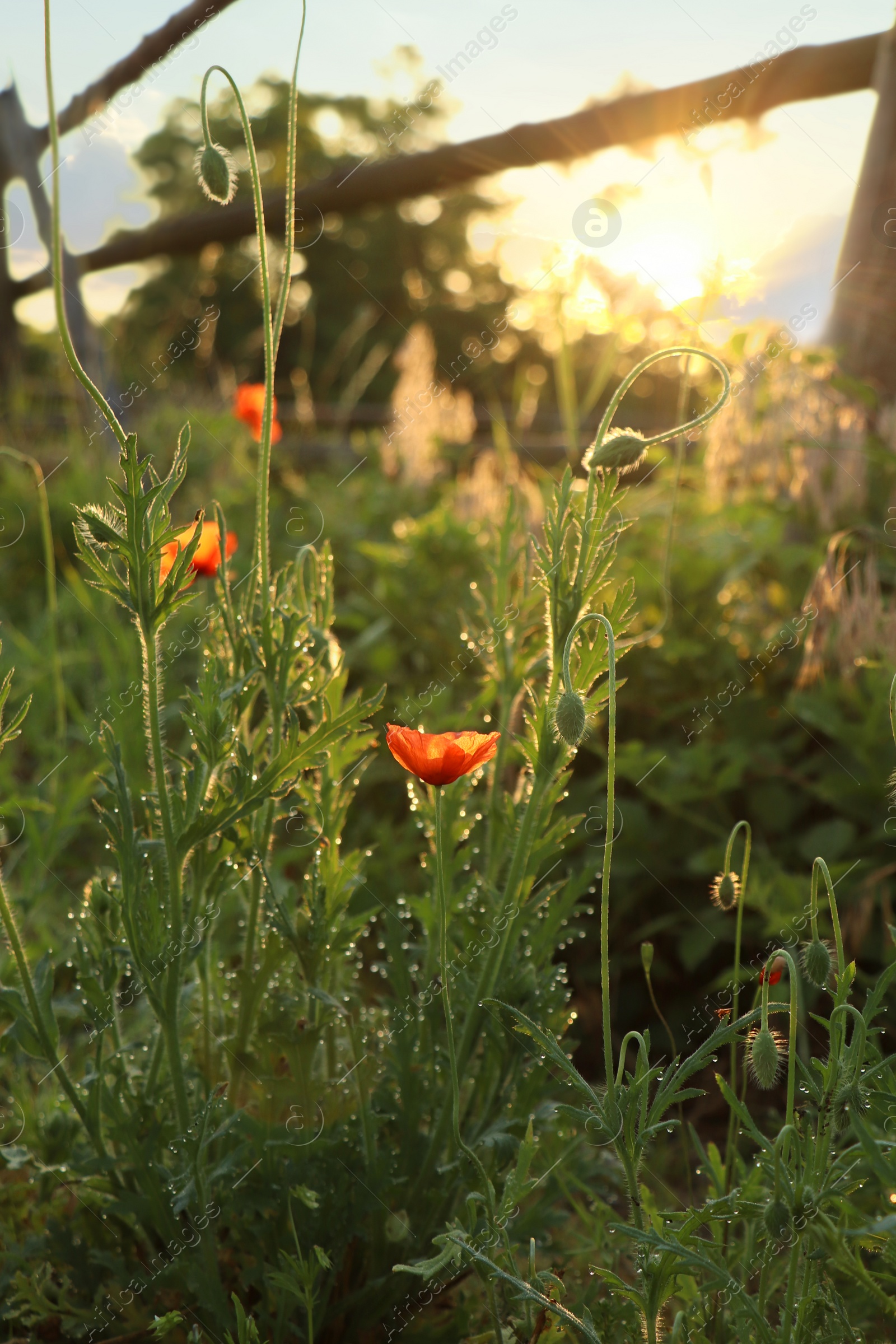 Photo of Red poppy plants covered with dew drops outdoors in morning