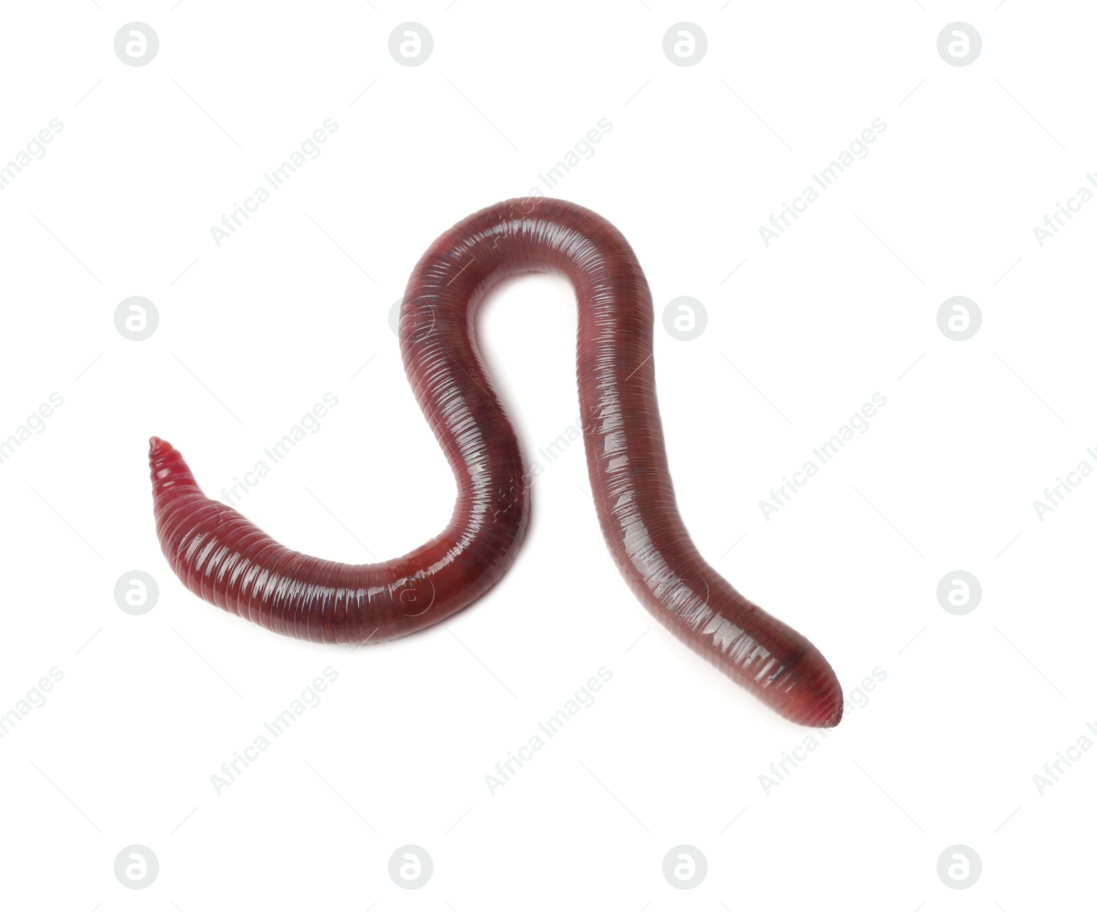 Photo of One earthworm isolated on white. Terrestrial invertebrates