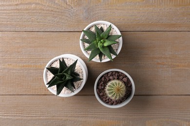 Different succulent plants in pots on wooden table, flat lay