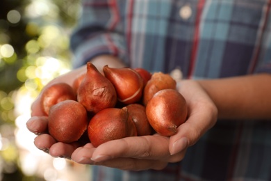 Photo of Woman holding pile of tulip bulbs on blurred background, closeup