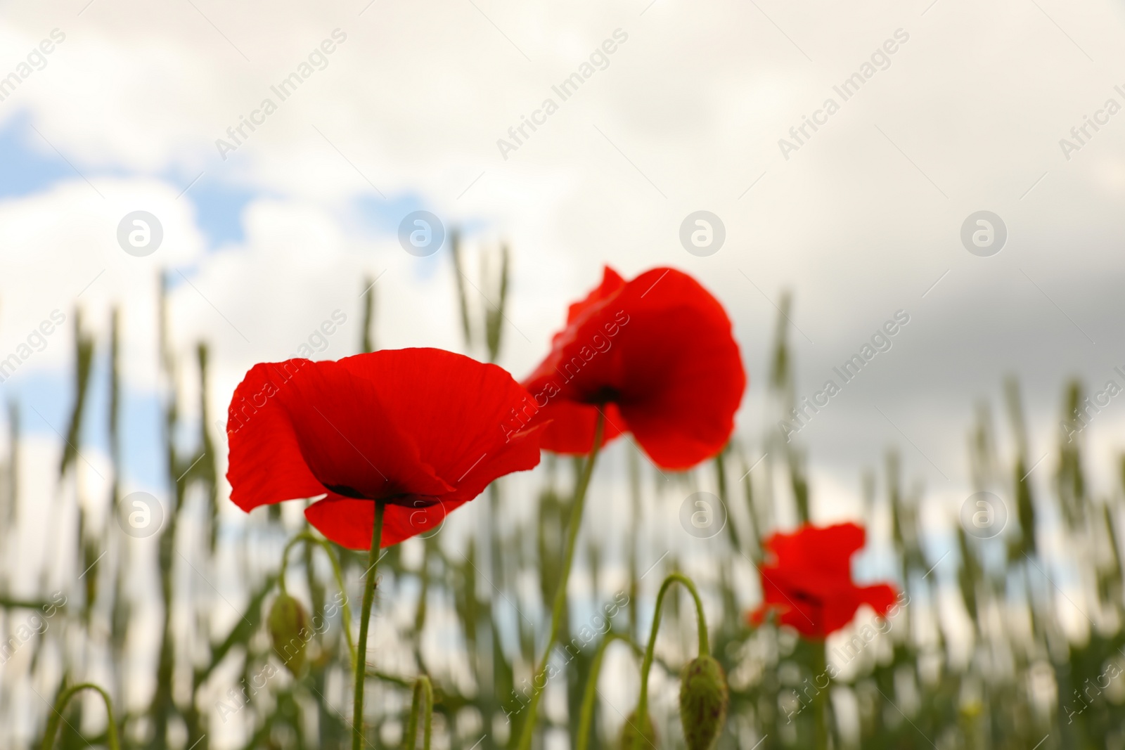 Photo of Beautiful red poppy flowers growing in field, closeup