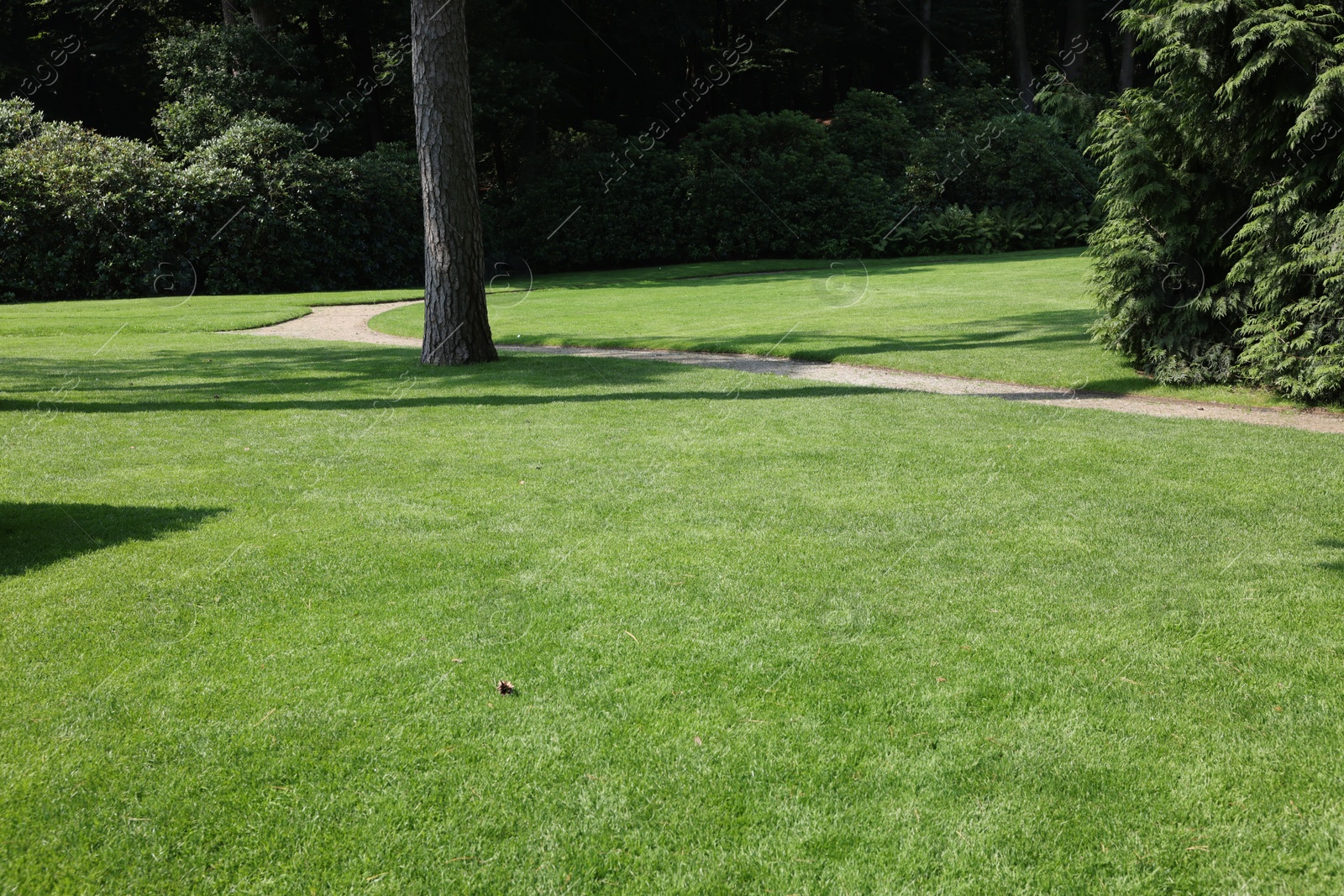 Photo of Beautiful view of green grass in garden on sunny day