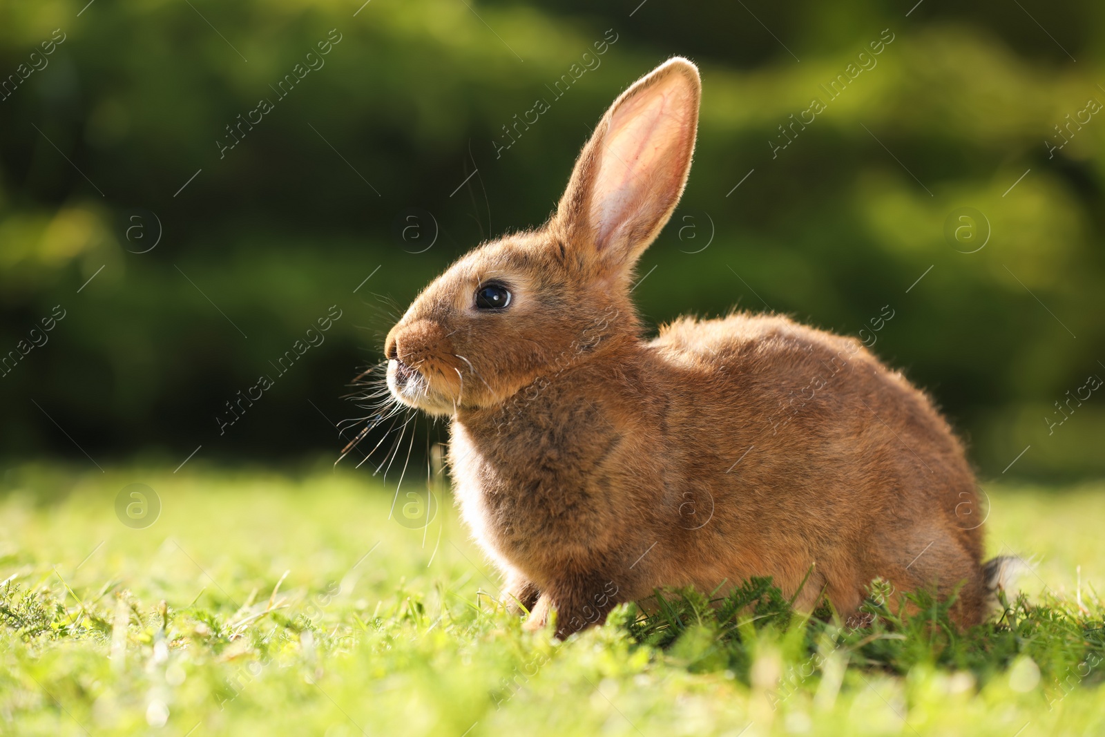 Photo of Cute fluffy rabbit on green grass outdoors