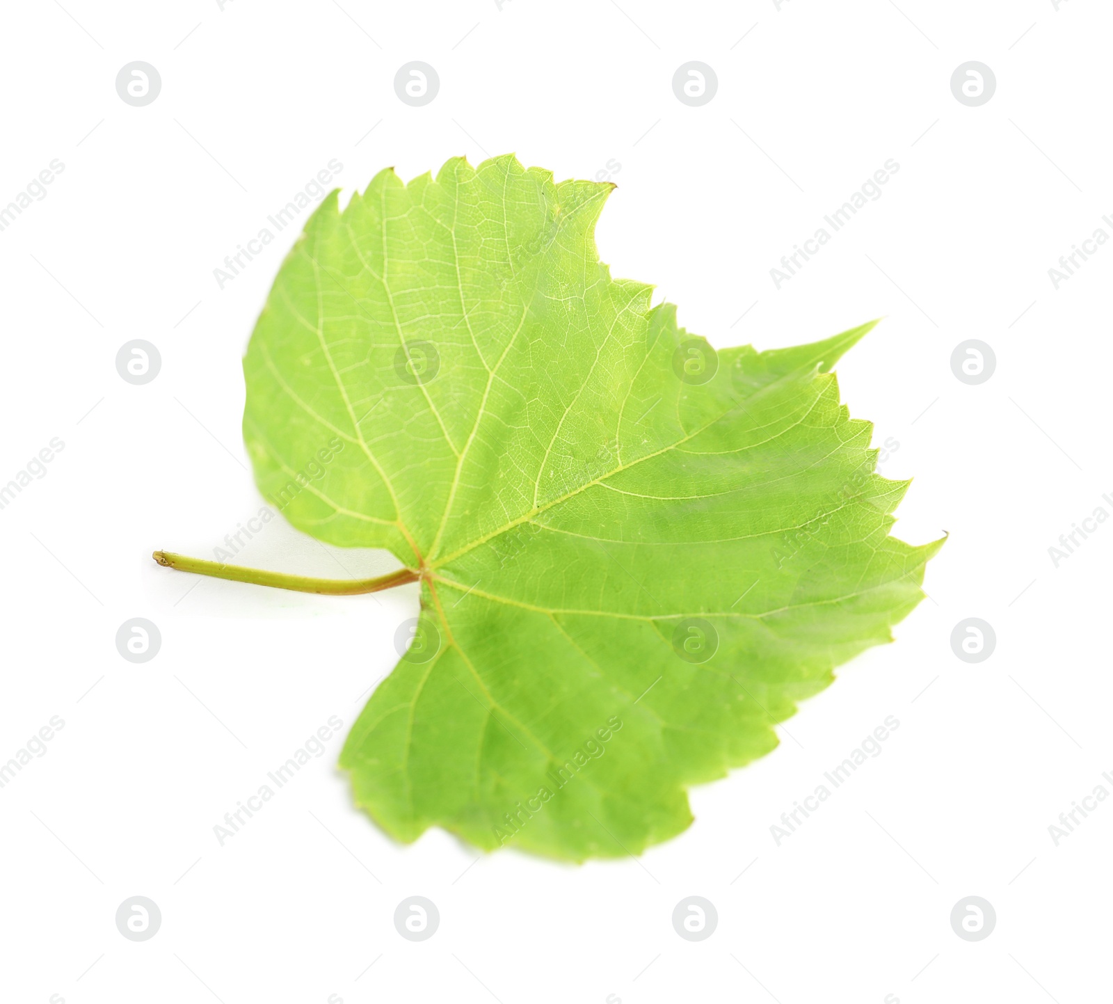 Photo of Fresh green grape leaf isolated on white