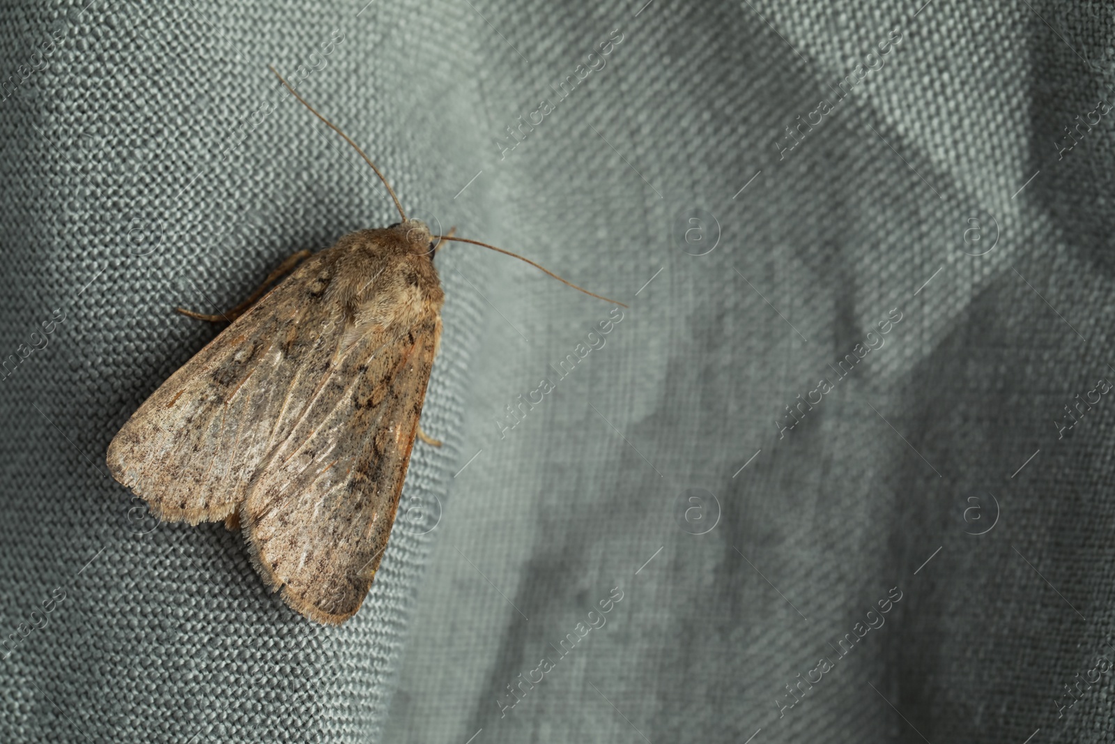 Photo of Paradrina clavipalpis moth on grey cloth, space for text