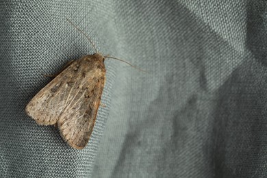 Photo of Paradrina clavipalpis moth on grey cloth, space for text