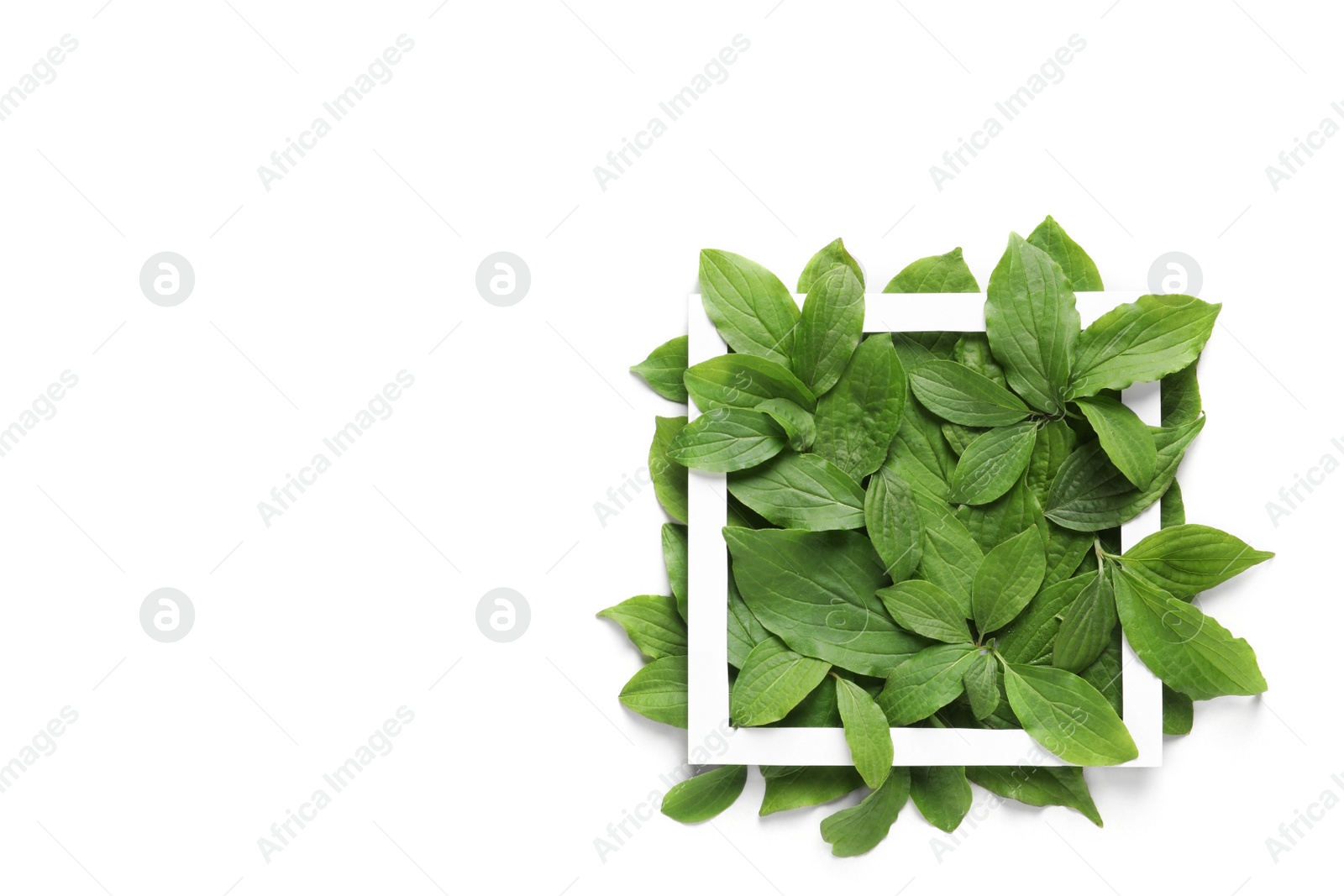 Photo of Composition with green leaves on white background, top view