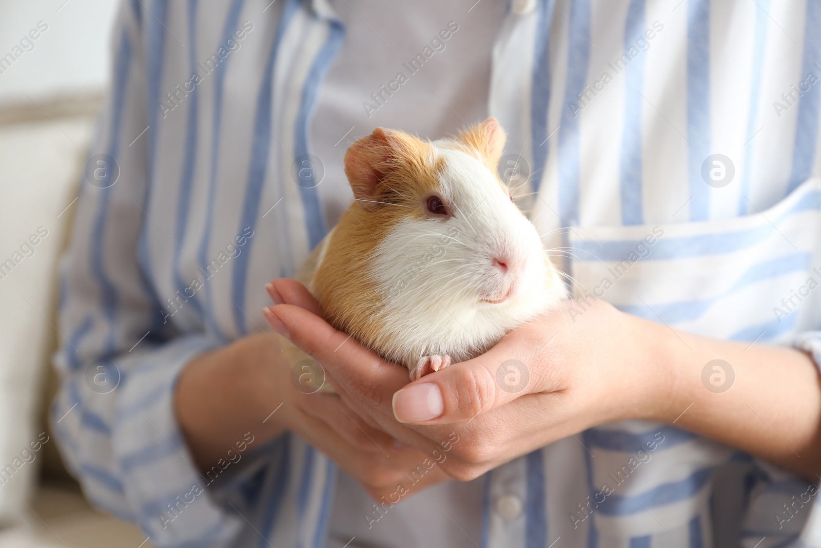 Photo of Woman holding cute small guinea pig indoors, closeup