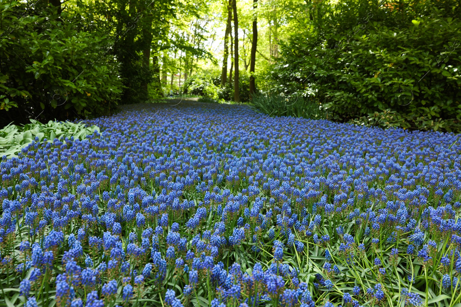 Photo of Many beautiful muscari flowers in park. Spring season