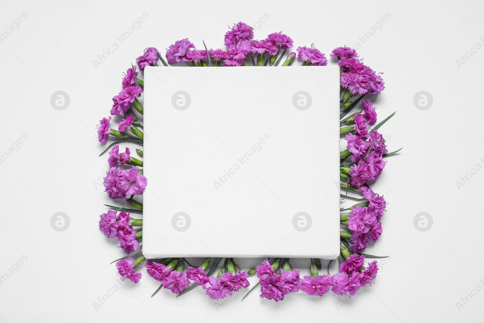 Photo of Blank canvas and beautiful violet carnation flowers on white background, top view. Space for design
