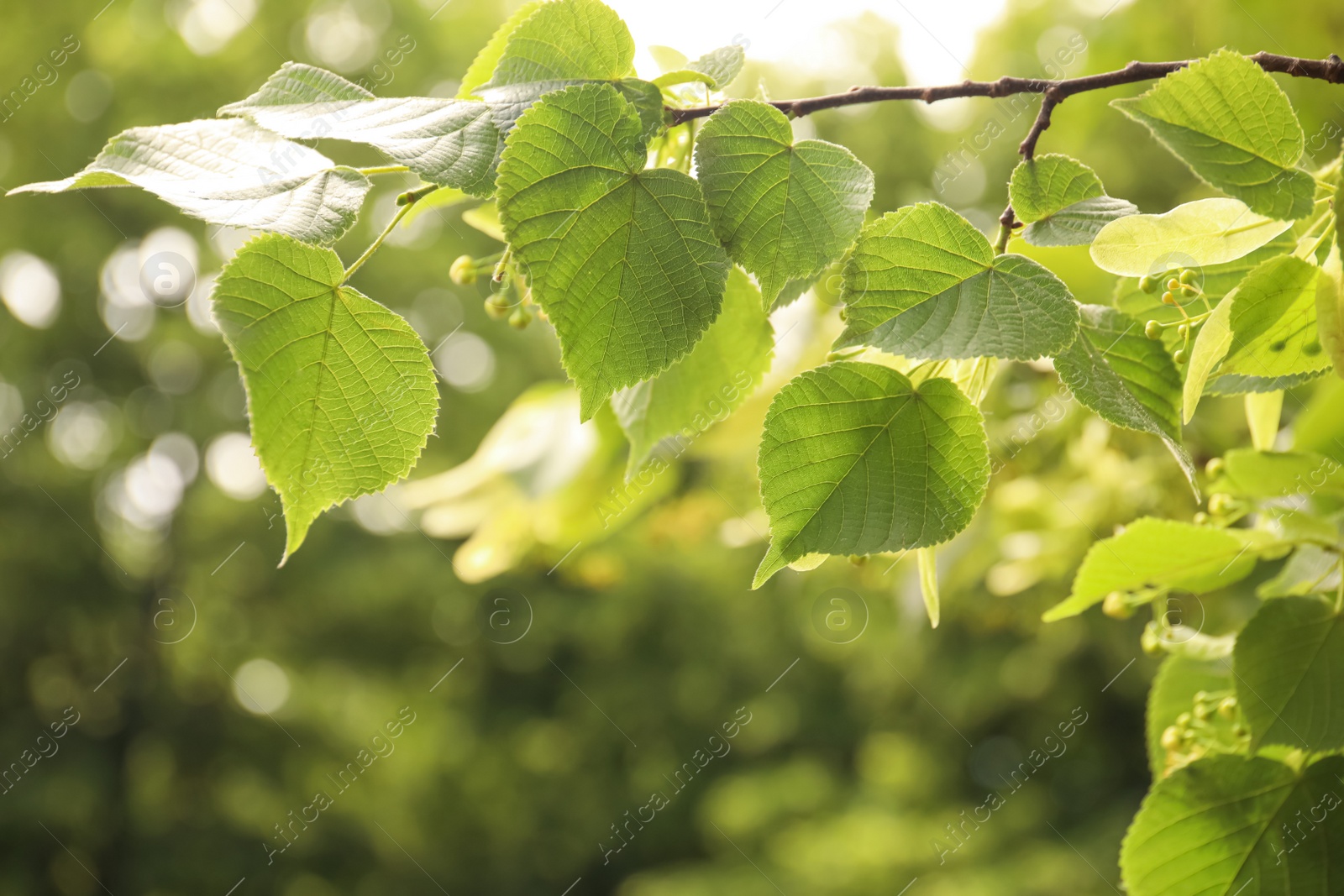 Photo of Closeup view of linden tree with fresh young green leaves and blossom outdoors on spring day