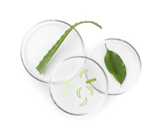 Petri dishes with different plants on white background, flat lay