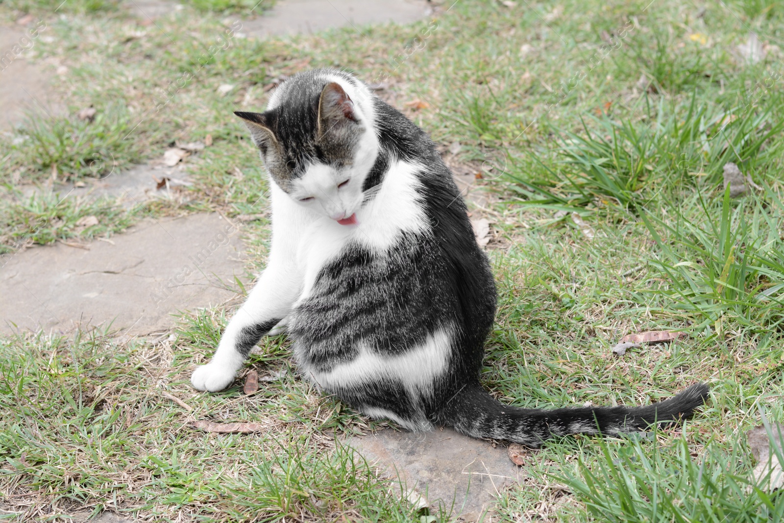 Photo of Lonely stray cat licking himself on green grass outdoors. Homeless pet