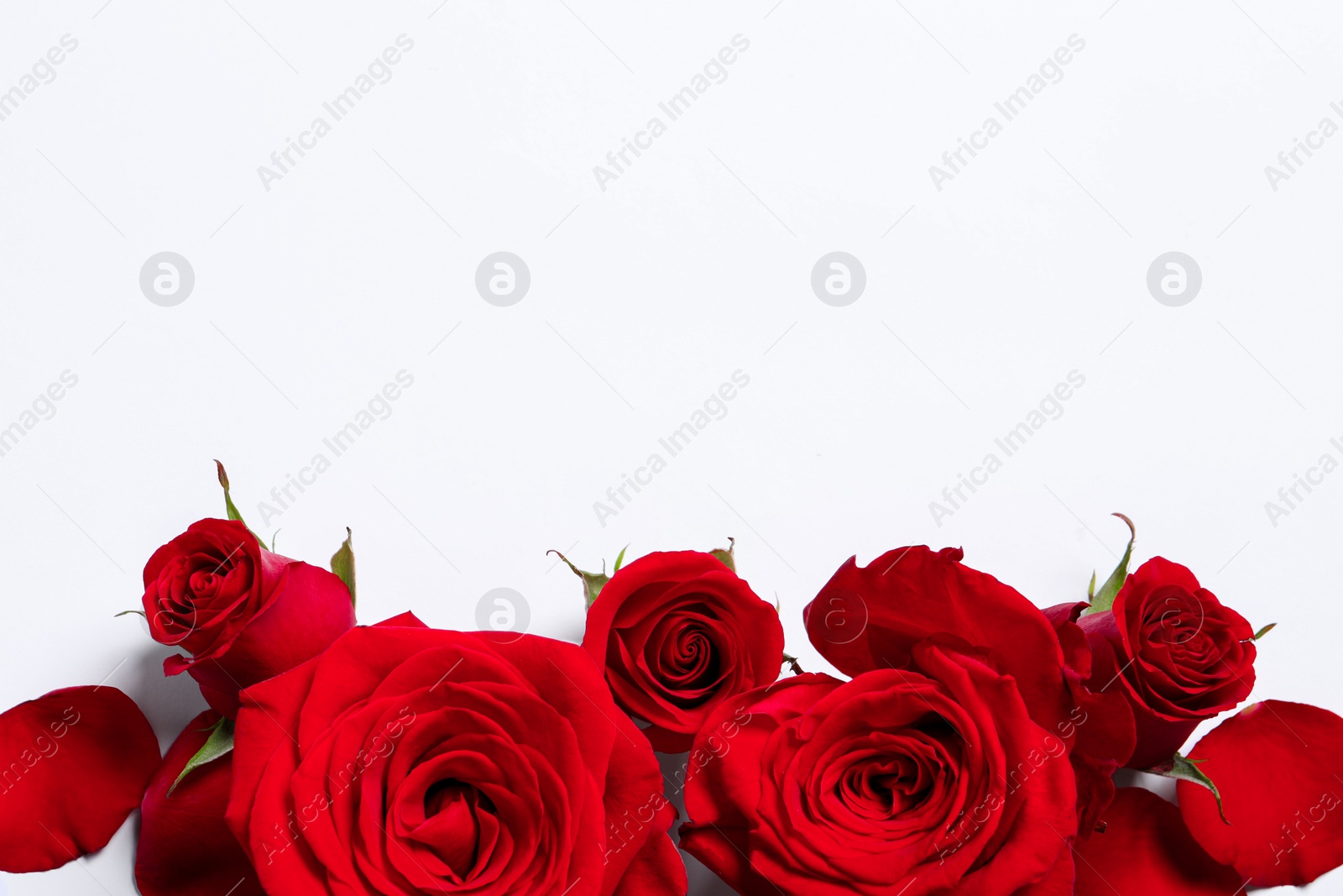 Photo of Beautiful red roses and petals on white background, flat lay. Space for text