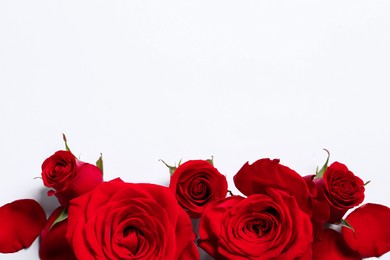 Beautiful red roses and petals on white background, flat lay. Space for text