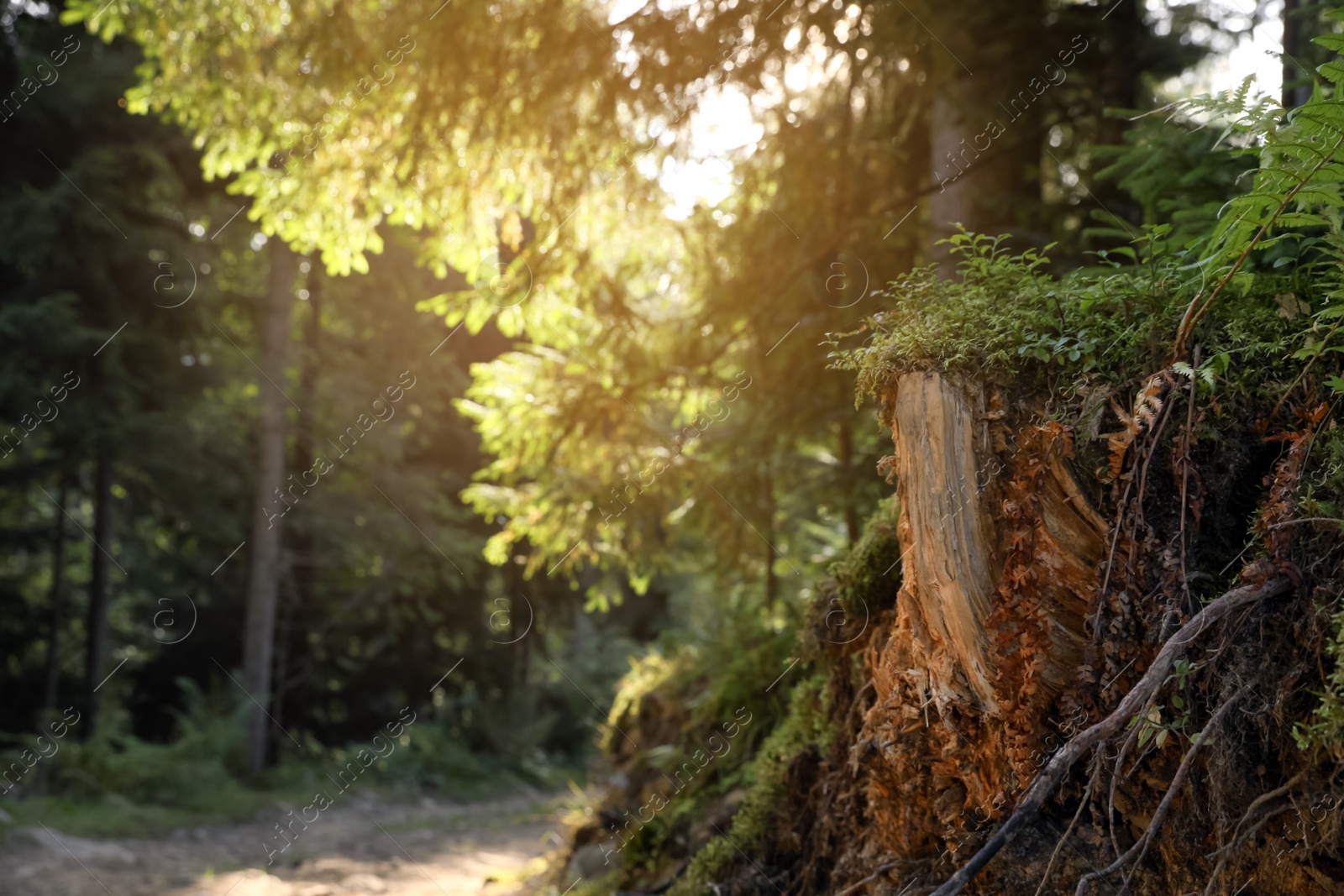 Photo of Piece of old dry wood overgrown with grass and moss in forest