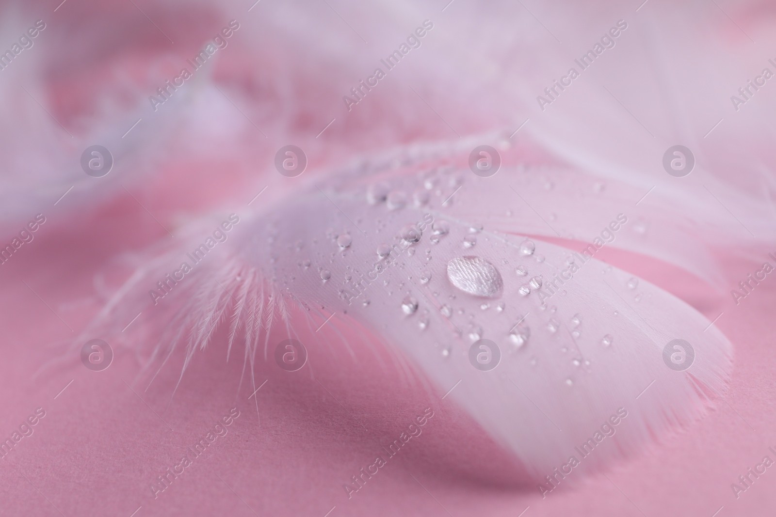 Photo of Fluffy white feathers with water drops on pink background, closeup