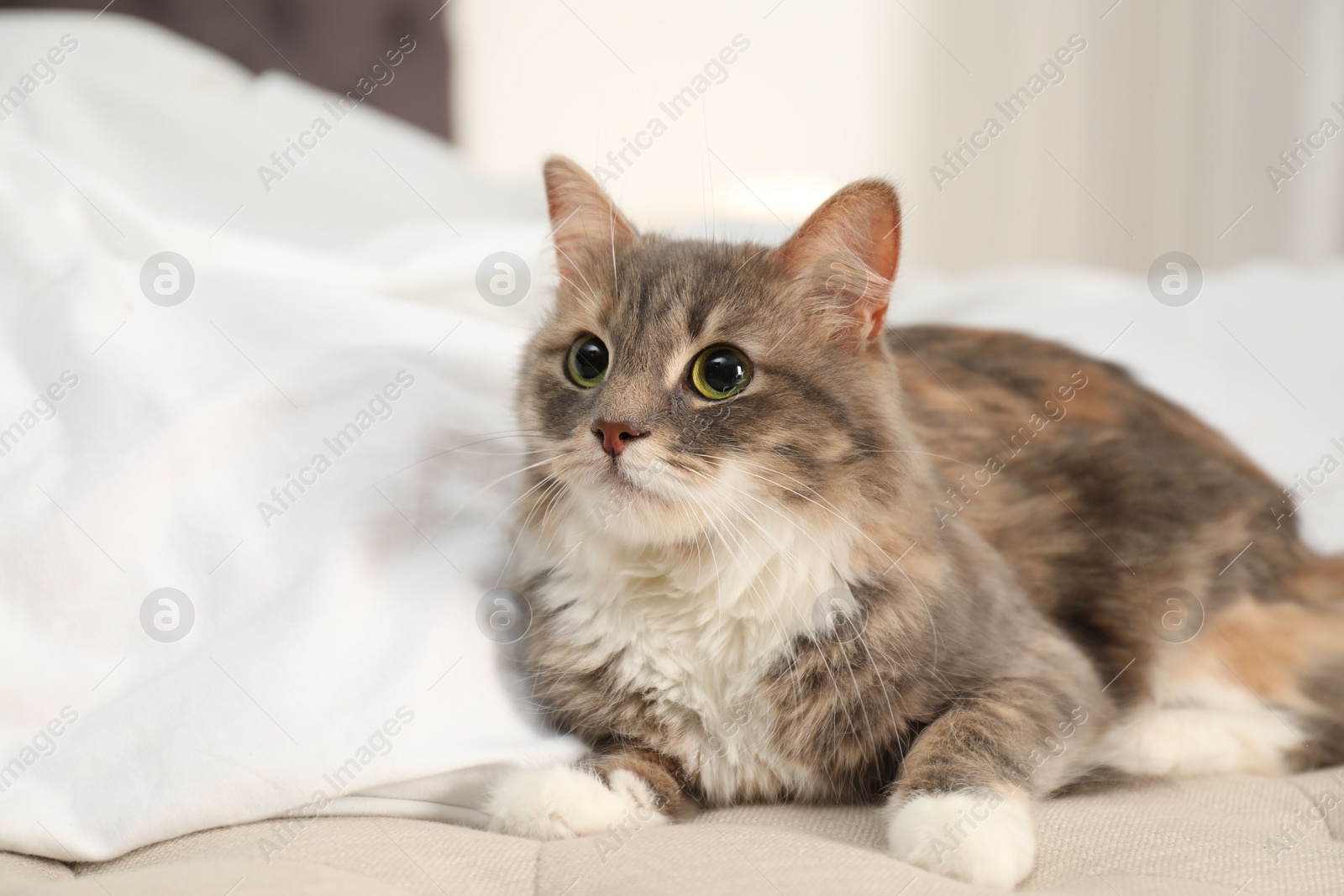 Photo of Cute cat lying on bed at home. Domestic pet