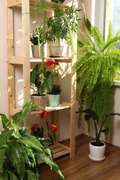 Photo of Beautiful houseplants in pots near window indoors. House decor