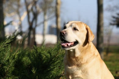 Photo of Yellow Labrador in park on sunny day
