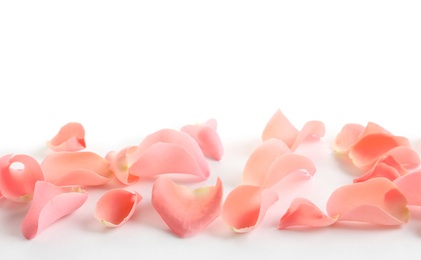 Photo of Beautiful rose petals on white background