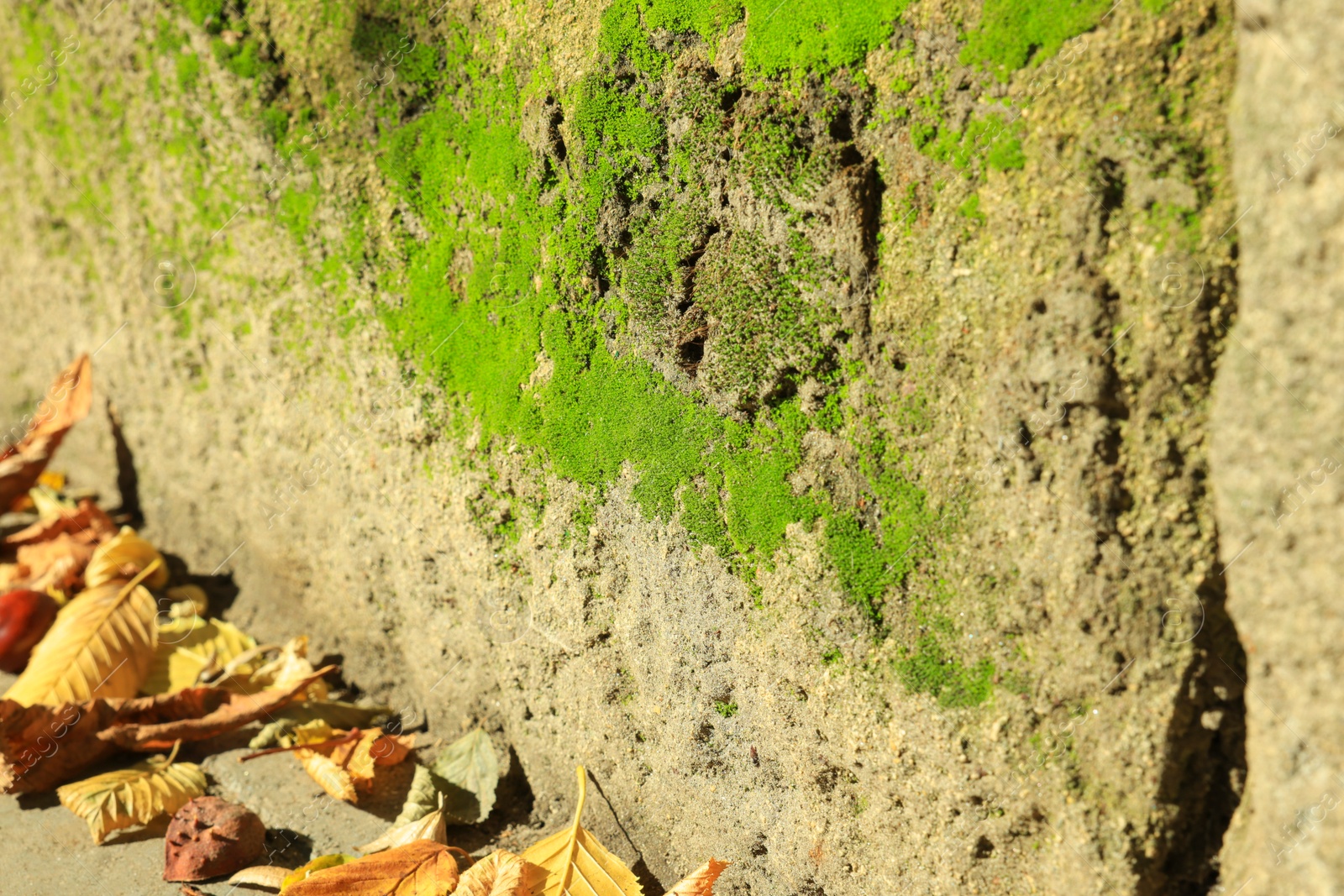 Photo of Textured wall with green moss outdoors, closeup