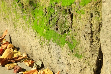 Textured wall with green moss outdoors, closeup