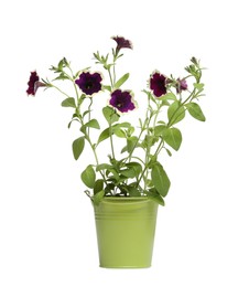 Beautiful petunia flowers in green pot isolated on white