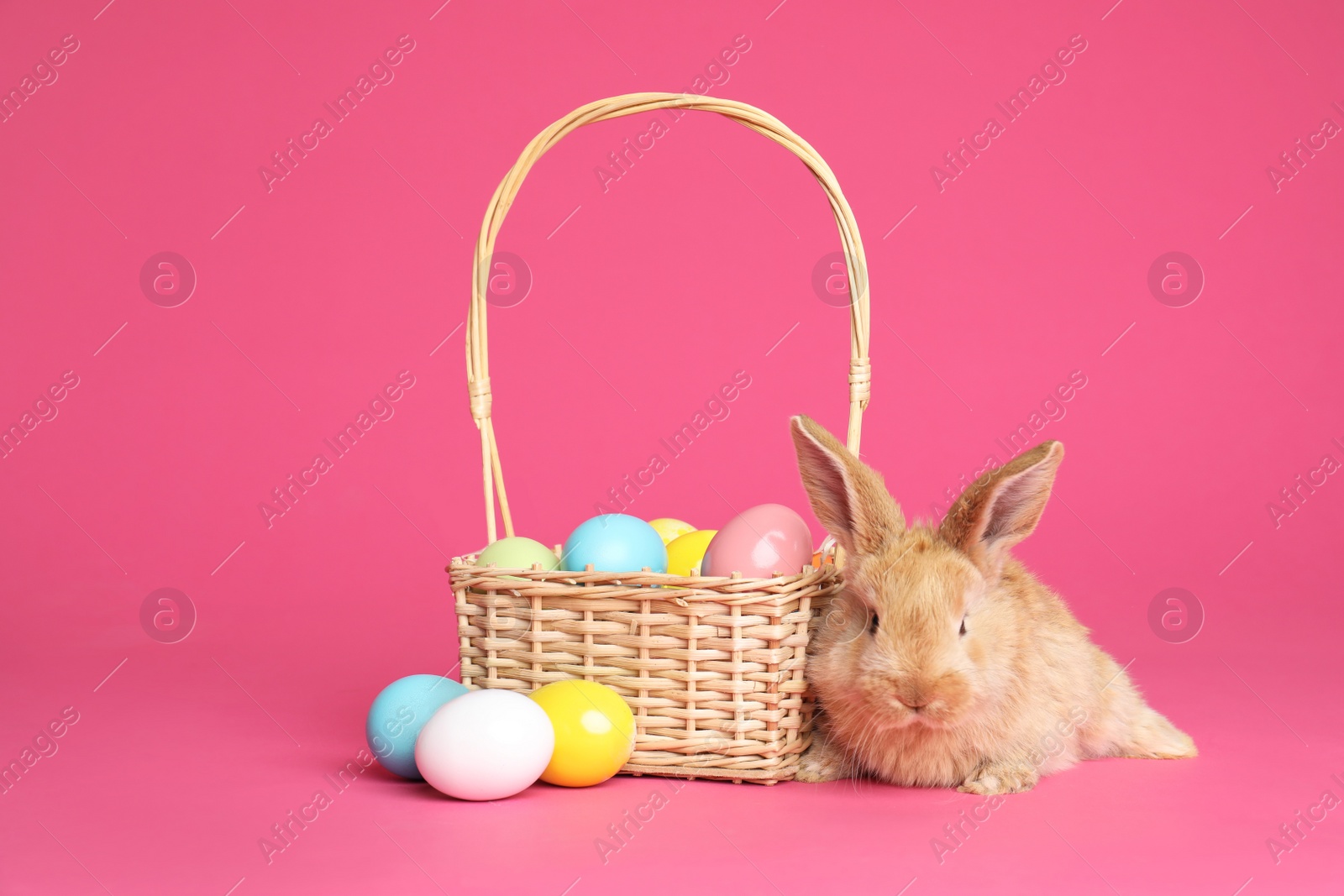 Photo of Adorable furry Easter bunny near wicker basket and dyed eggs on color background