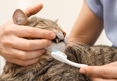 Photo of Woman cleaning cat's teeth with toothbrush, closeup