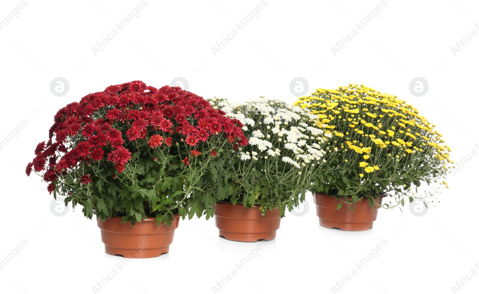 Photo of Pots with beautiful colorful chrysanthemum flowers on white background