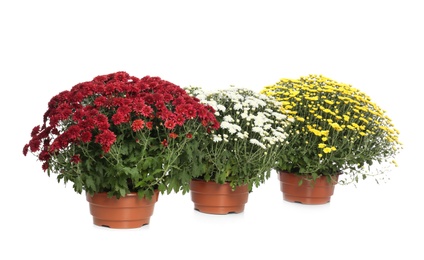 Pots with beautiful colorful chrysanthemum flowers on white background