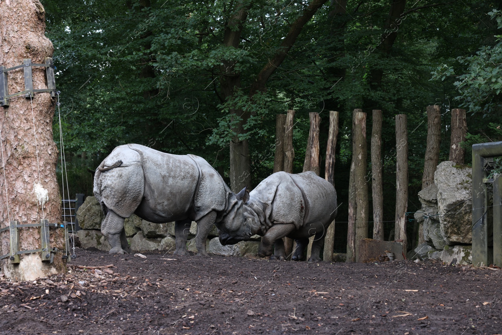 Photo of Pair of adorable big rhinoceros in zoological garden