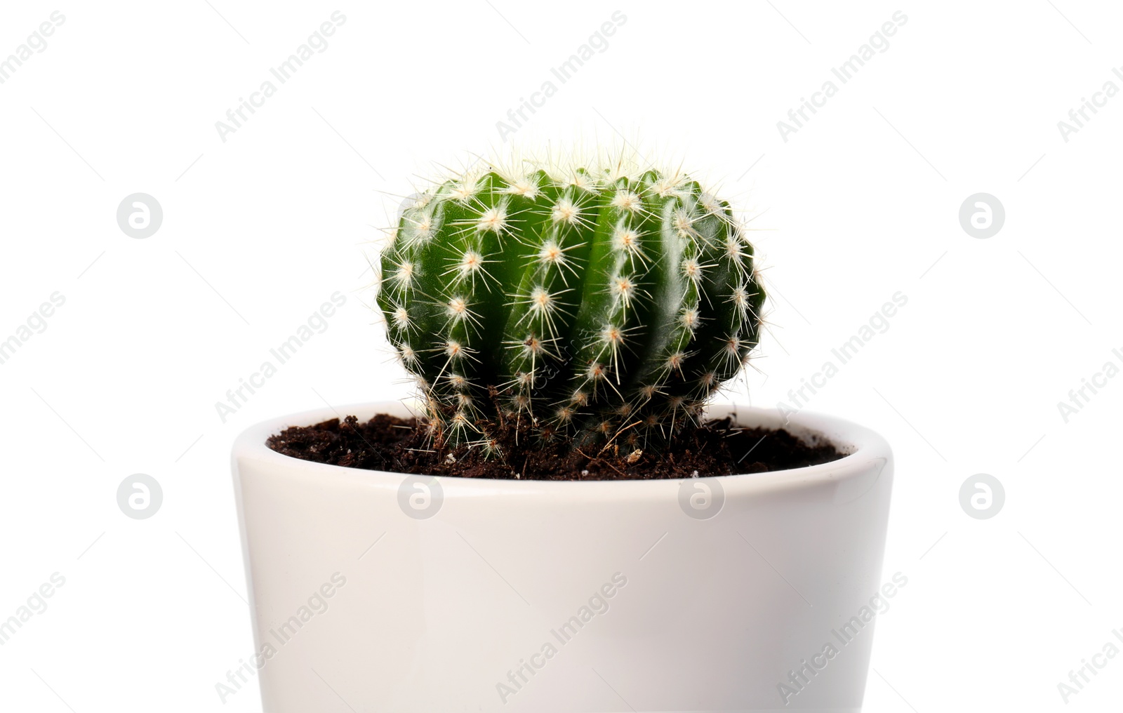 Photo of Beautiful green cactus in pot isolated on white