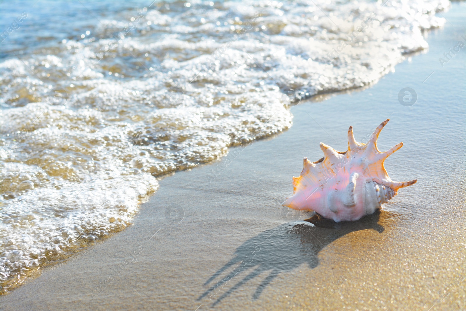 Photo of Sandy beach with beautiful shell near sea on summer day. Space for text