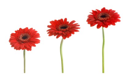 Set of beautiful red gerbera flowers on white background