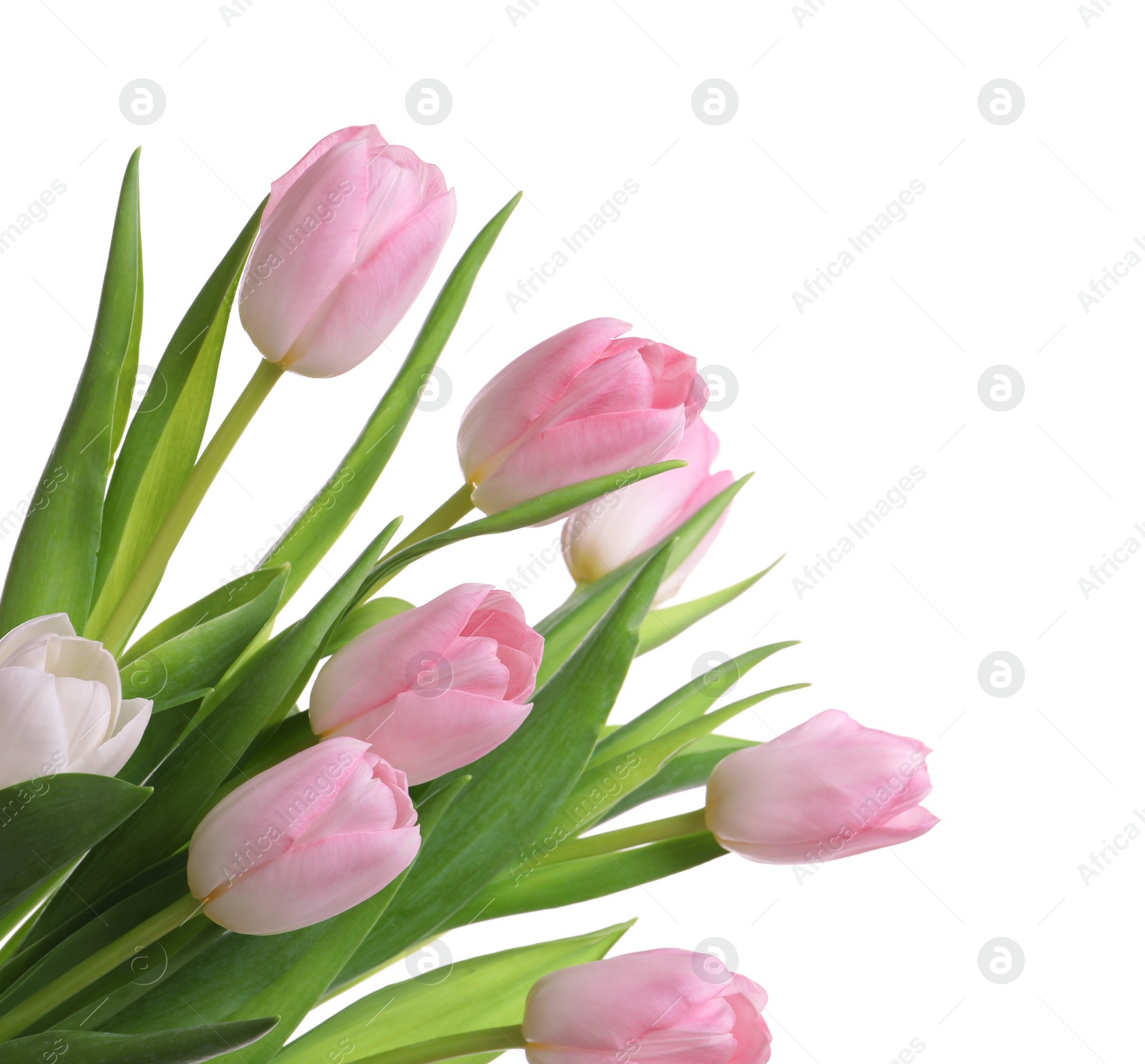 Photo of Beautiful bouquet of tulips isolated on white