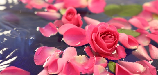 Photo of Pink roses and petals in water, closeup